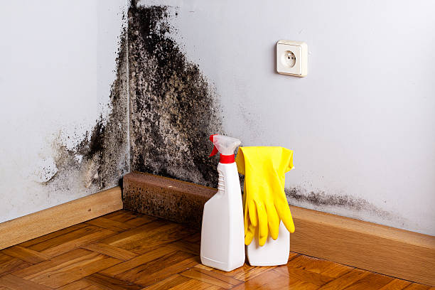 Attic Mold Removal in Lake Alfred, FL